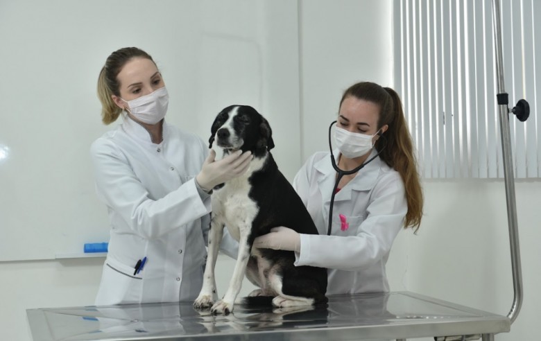 Programa de Aprimoramento em Medicina Veterinária oferece oportunidade de  qualificação a profissionais da área - Unijuí